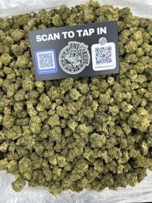 JET FUEL GELATO SMALLS