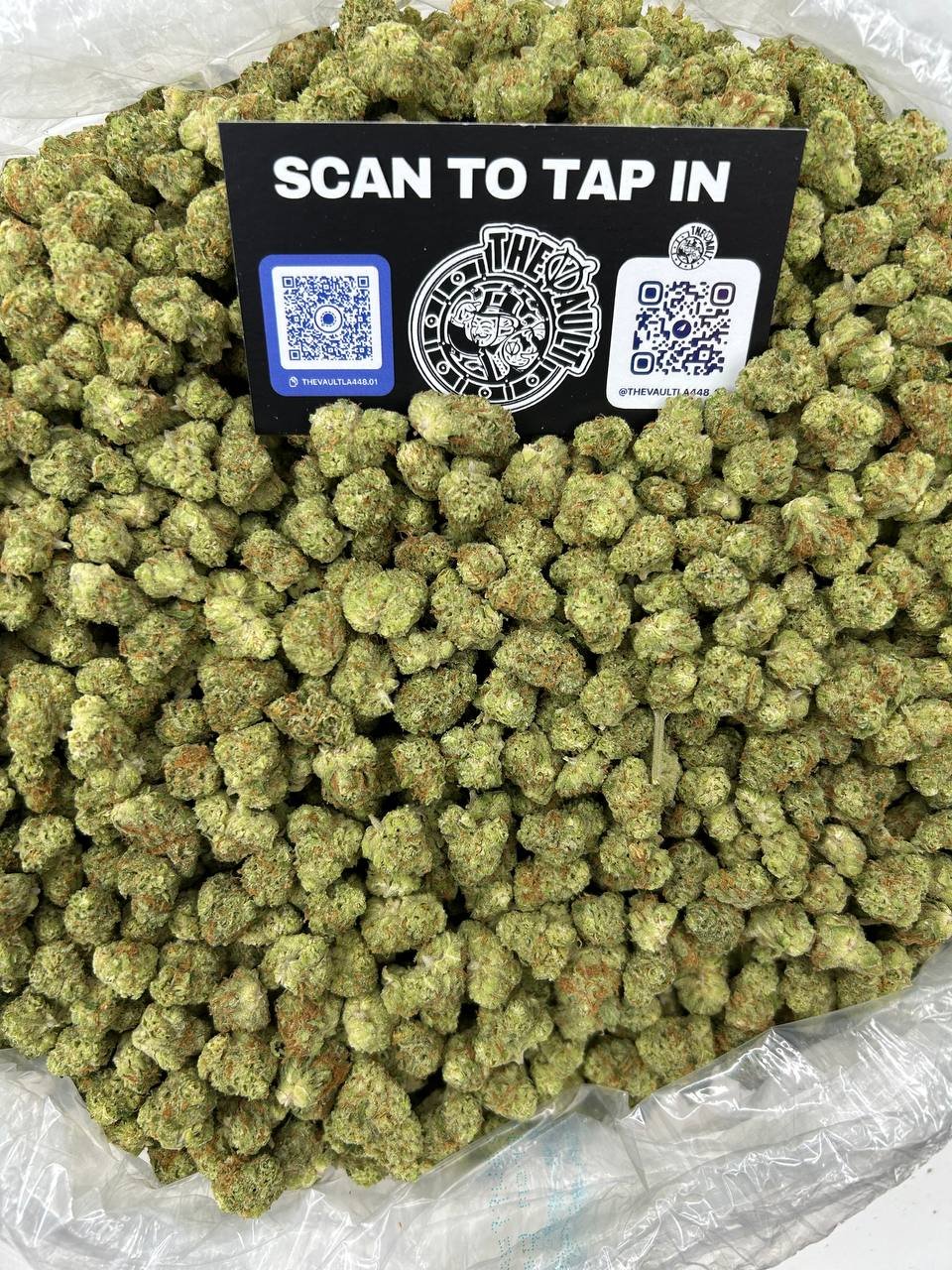 BLOOD ORANGE SMALLS - Image 2