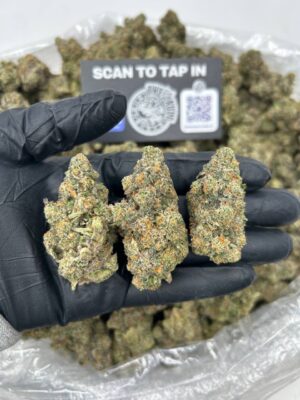 RAINBOW BELTZ X BISCOTTI