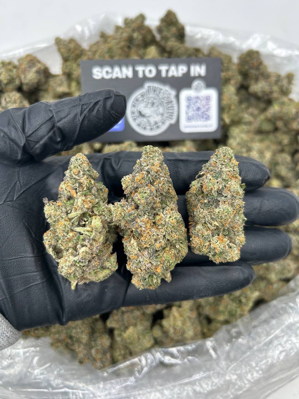 RAINBOW BELTZ X BISCOTTI