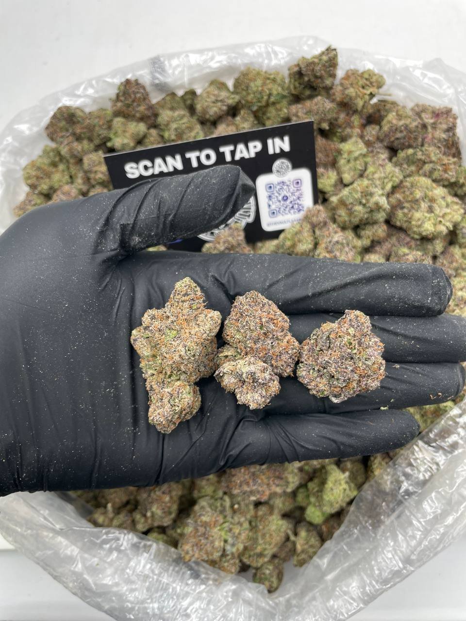 BLUE LEMON CHERRY BELTZ