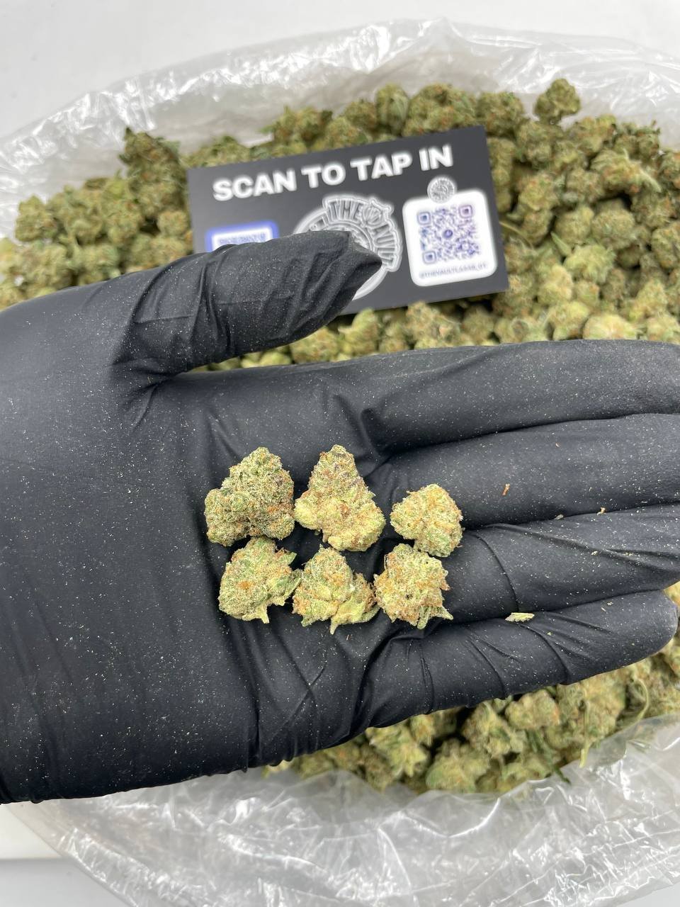 TROPICAL ZANANA SMALLS