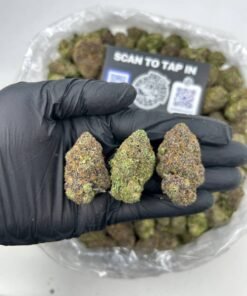 BLACK BERRY GUSHERZ