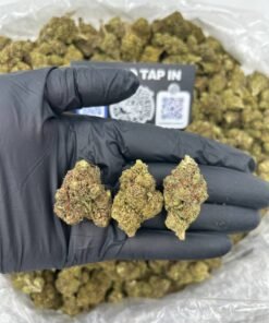 DRIPPN GELATO