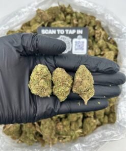 GELATO #33