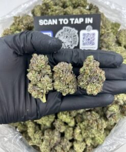 GELATO CREAM