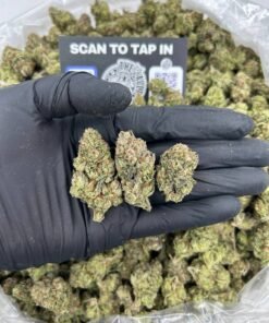 BUSSDOWN WHITE CANDY