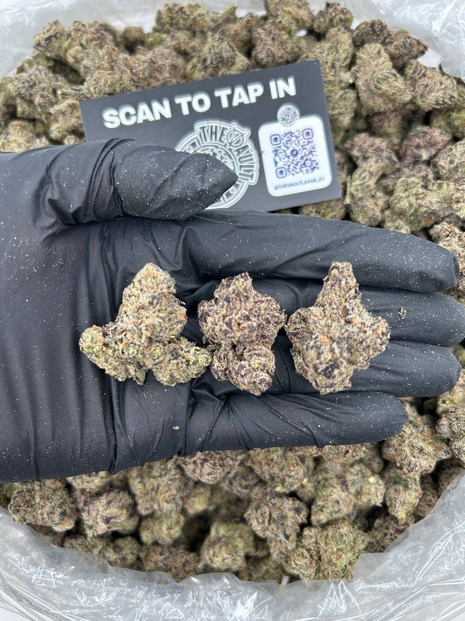 BLACK BERRY GUSHERZ