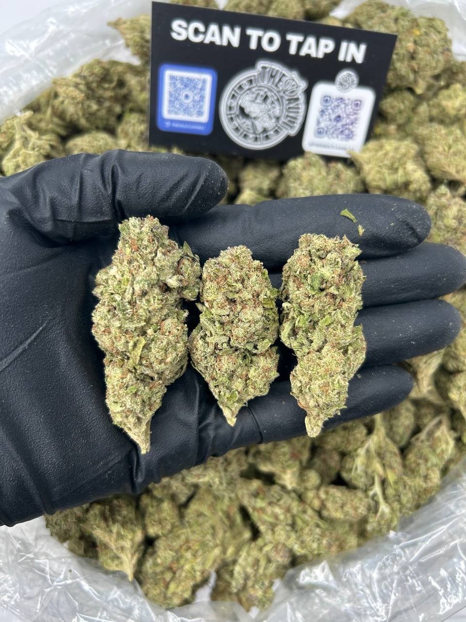 COCAINA