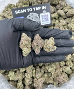 GELATO #33