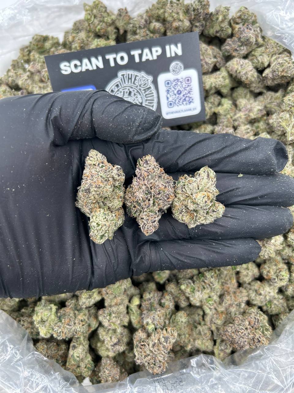 GELATO #33