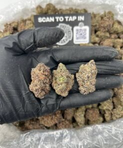 GELATO MELTZ