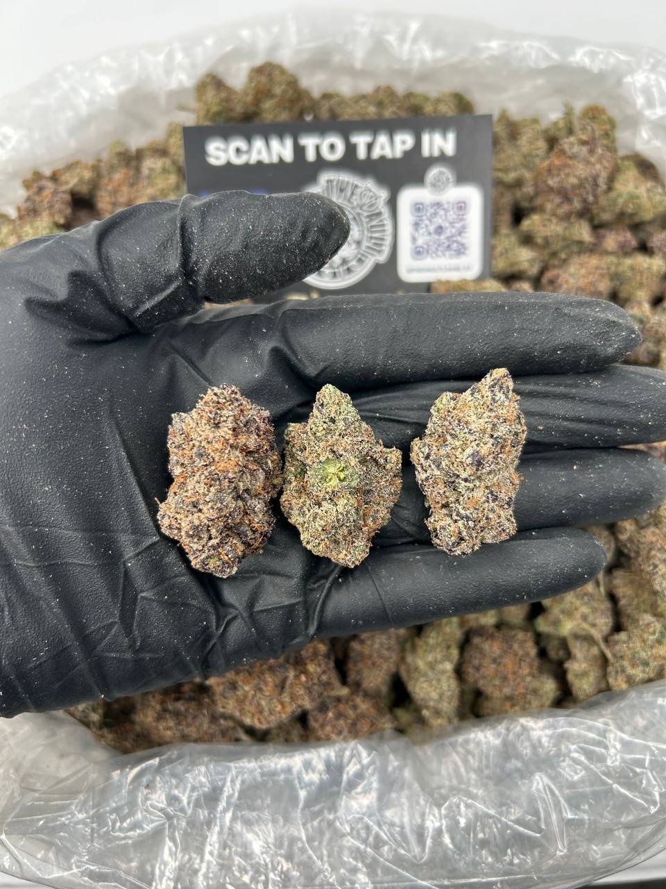 GELATO MELTZ