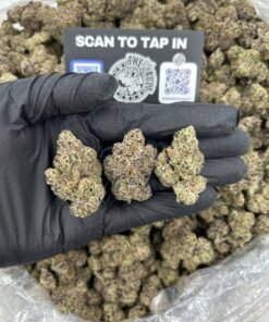 GELATO SLAPZ