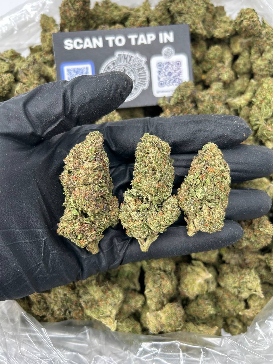 PINK GAS RUNTZ