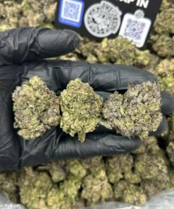 MOTION GELATO